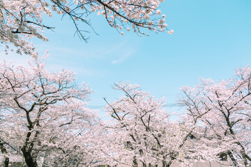 青空の下満開に咲いた桜の花
