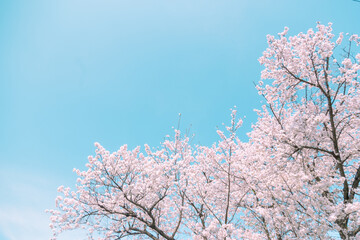 青空の下満開に咲いた桜の花