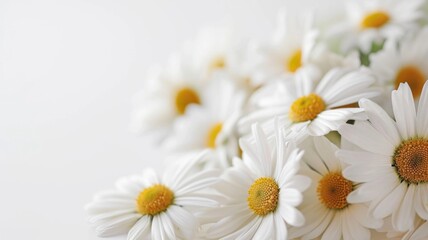 Close-up of fresh white daisies bunch - The image captures a bunch of fresh white daisies in close-up, highlighting their intricate textures and vibrant yellow centers