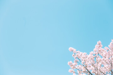 青空の下満開に咲いた桜の花