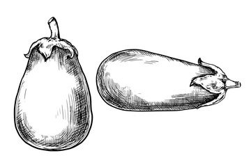 Eggplant vintage vector food drawing