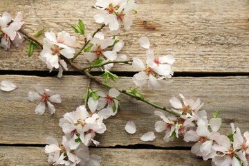Beautiful blossoming tree branch and flower petals on wooden table, flat lay. Spring season