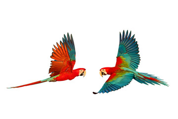 Colorful flying Green Wing Macaw parrots isolated on transparent background png file