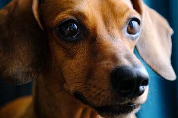 Close Up of Dachshund Dog With Sad Expression - 780572573