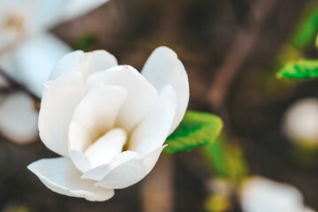 Close Up of White Magnolia   Flower on Tree