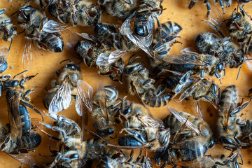 Many dead bees in the hive, closeup. Colony collapse disorder. Starvation, pesticide exposure,...