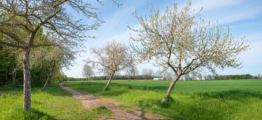 spring landscape with blooming apple trees beside green fields