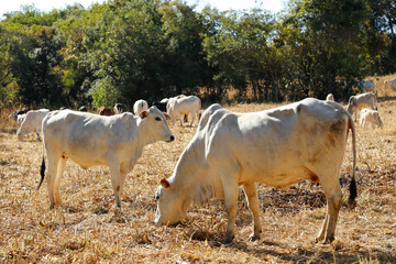 Herd of cows in a dry grass field. the cow is looking away