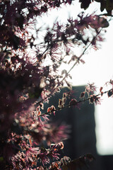 逆光に透けるピンクの花をフィルムライクにふんわり撮影した春の花写真