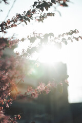 逆光に透けるピンクの花をフィルムライクにふんわり撮影した春の花写真