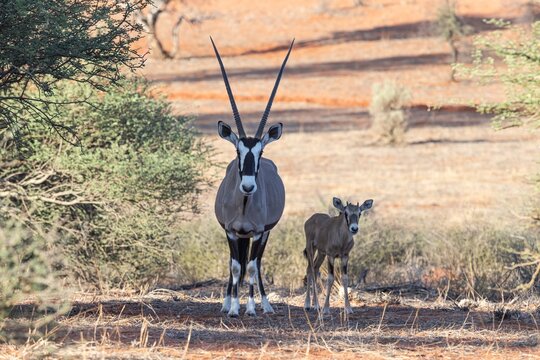 Picture of an Oryx family with baby standing in front of a dune in the Namibian Kalahari