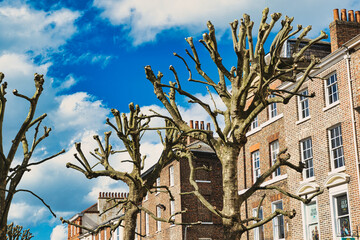 Leafless pruned tree branches against a blue sky with fluffy clouds, with a backdrop of traditional brick townhouses, showcasing urban nature and architecture in York, North Yorkshire, England. - obrazy, fototapety, plakaty