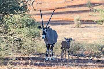 Picture of an Oryx family with baby standing in front of a dune in the Namibian Kalahari - obrazy, fototapety, plakaty