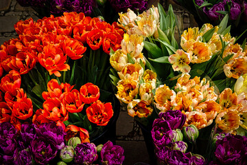 Vibrant tulips in orange, yellow, and purple hues, freshly bloomed and displayed at a flower...