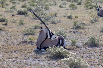 Picture of an Oryx antelope relaxing in the Namibian Kalahari