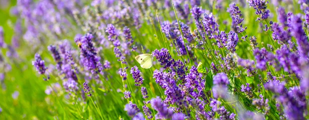 Gordijnen Butterflies on spring lavender flowers under sunlight. Beautiful landscape of nature with a panoramic view. Hi spring. long banner © Vera