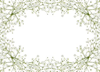 Gypsophila flowers in a floral frame isolated on white or transparent background