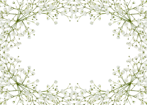 Gypsophila flowers in a floral frame isolated on white or transparent background