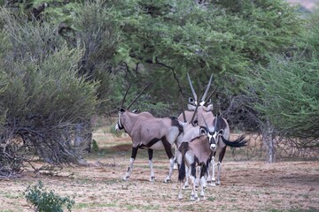 Picture of an group of Oryx antelopes standing in the Namibian Kalahari