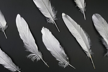 Group of Silver Feathers on Table