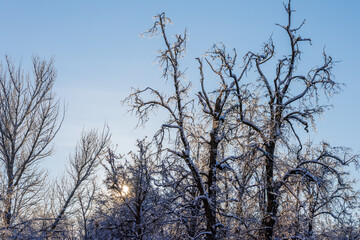 Snowy trees against blue sky in at sunset.