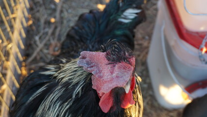 Hens on a Homestead in Walsenburg Colorado