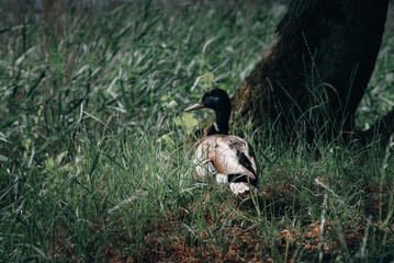 duck on the grass