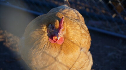 Hens on a Homestead in Walsenburg Colorado