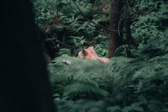 Wild lynx in the forest, Poland