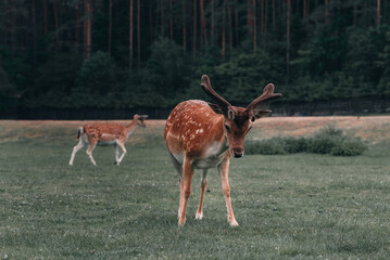 Group of deer in the forest, Poland, Kadzidlowo