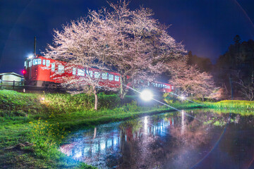 夜の小湊鐡道飯給駅から桜と菜の花畑を走る機関車