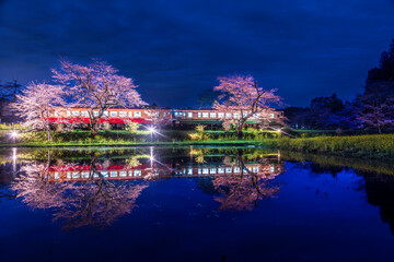 夜の小湊鐡道飯給駅から桜と菜の花畑を走る機関車