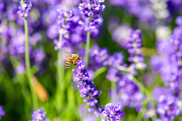 Spring lavender flowers under sunlight. Bees pollinate flowers and collect pollen. Lavender honey. Beautiful landscape of nature with a panoramic view. Hi spring. long banner