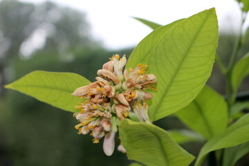 lemon tree flowers turning into fruits