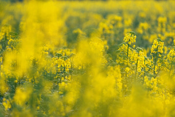 Kwitnące pola rzepaku, wiosną © Elżbieta Kaps