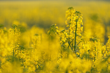 Kwitnące pola rzepaku, wiosną © Elżbieta Kaps