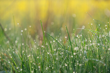 Trawa w rosie na łące wiosną © Elżbieta Kaps