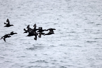 Asiatic white-winged scoter or velvet scoter (Melanitta fusca srejnegeri), also called a velvet duck, is a large sea duck. This photo was taken in Japan.