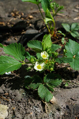 strawberry blossom