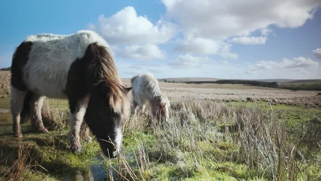 Wild Ponny and Horses from Dartmoor Park, Devon, England, Europe