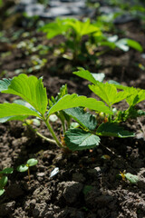 sprout in the ground
