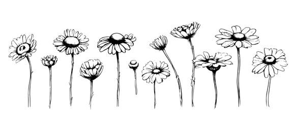 Fototapeta na wymiar A row of black and white flowers with a white background. The flowers are arranged in a line and are all the same size