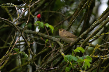 pouillot véloce, phylloscopus collybita