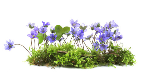 First spring flowers Anemone hepatica on moss isolated on white background. Blooming of blue violet wild forest flowers liverwort.