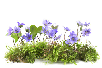 First spring flowers Anemone hepatica on moss isolated on white background. Blooming of blue violet...