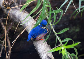 Kingfisher on a branch - Fraser Island (Australia)