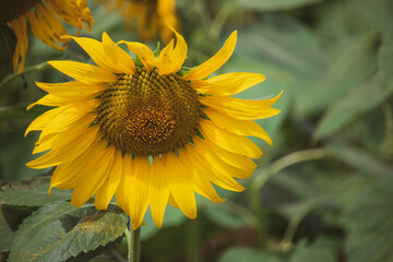 Close-up of a sunflower growing in a field of sunflowers during a nice sunny summer day with some clouds.