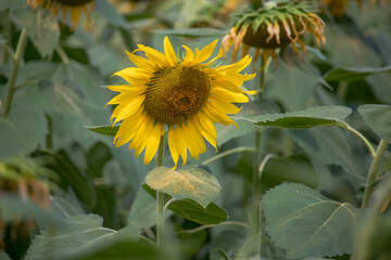 Close-up of a sunflower growing in a field of sunflowers during a nice sunny summer day with some clouds.