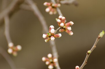 Fototapeta na wymiar A branch with many small white flowers
