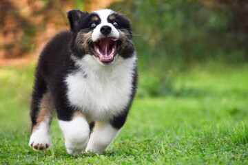 Crazy Australian Shepherd puppy running forward with his tongue hanging out in the spring park